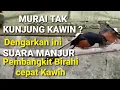 Download Lagu SATU JAM - Murai Tak Kunjung Kawin⁉️ Dengarkan ini Suara Ampuh Suara Manjur Pembangkit Birahi Murai