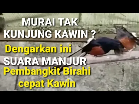 Download MP3 SATU JAM - Murai Tak Kunjung Kawin⁉️ Dengarkan ini Suara Ampuh Suara Manjur Pembangkit Birahi Murai