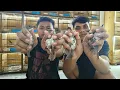 Download Lagu BONGKAR BURUNG BESERTA HARGANYA - SRDC - PLECI DAKUN BALI - JONGKANGAN - ANIS MERAH DLL