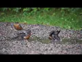 Robins Enjoy a Rainy Day 🐦🍂🌧️ | Happy Flock in September | Nature Sounds