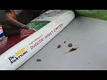 Get rid of lawn insects now