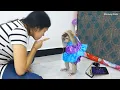 Download Lagu MG Pitiful...Little Zuji Know Her Mistake When Mom Bl@me \u0026 Discipline Her