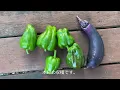 節約家のおうちBBQ  炭をつかわないので簡単 自家栽培野菜BBQ