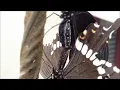 Beautiful Butterfly's Mating Video