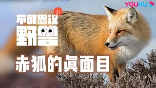  ep6 youku documentary