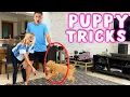 She learned 7 New Puppy Tricks