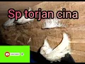 Download Lagu SP T_CHINA