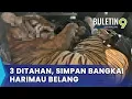 Download Lagu Bangkai Harimau Belang Ditemui Dalam Kereta, Tiga Lelaki Ditahan (B9)