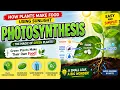 Photosynthesis How Plants Make Food Using Sunlight Biology Explanation