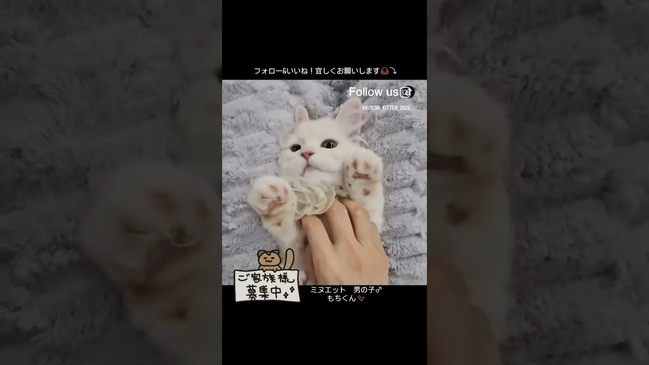 動画