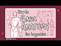 How to Draw Basic Anatomy
