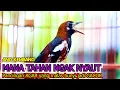 Download Lagu ANIS KEMBANG GACOR NGEROL, 100% JITU RANGSANG EMOSI ANIS KEMBANG MALAS BUNYI CEPAT GACOR