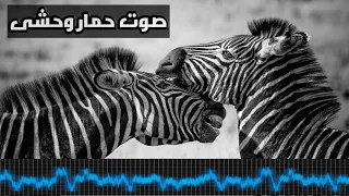  الحمار الوحشى                   صوت الحمار الوحشى                دندنها