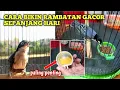Download Lagu Punya Burung Rambatan kok Bunyinya cuma pas dipancing HP aja ⁉️ Ini solusinya supaya gacor
