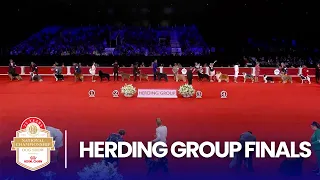 Play trivia and poll mini-games with friends, while you watch AKC National Championship Herding Group Finals 2025 (2025). Unleash your competitive spirit!