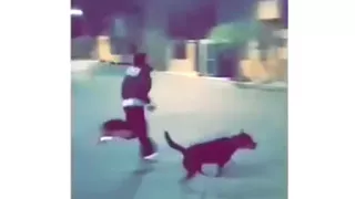 كلب هيفاء وهبي يسقطها أرضا 