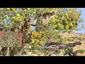 Download Lagu 🍐🌿Nomadic Life: An Adventurous Journey to the Mountains to Harvest Wild Pear Apples