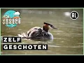 Download Lagu Fuut met jongen | Zelf Geschoten | Vroege Vogels