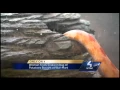 Woman says she found snake in bag of potatoes bought from Walmart