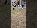 Mo-Kan Bug