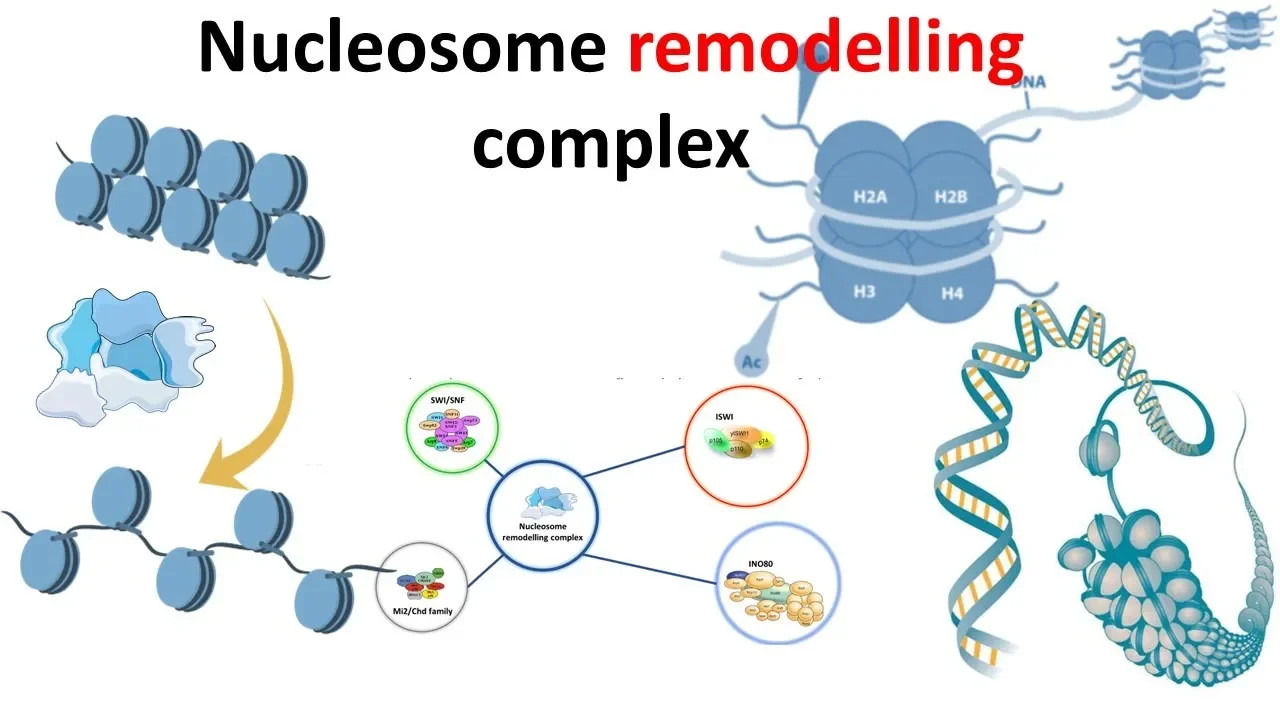 Nucleosome remodeling complex( introduction)