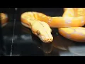 Few Clips of The Conroe HERPS Show September 2024