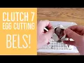 Cutting a clutch of ball python eggs Mojave x Crystal and Bamboo Mojave