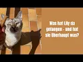 Download Lagu Trade prey for treats #catsonyoutube #bengalcat #cat #catvideos #cats #meow