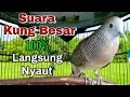 Download Lagu pancingan perkutut lokal gacor Suara Kung Besar istimewa
