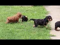Cavapoo Puppies For Sale