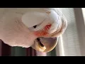 Download Lagu Woman raised this bird like a baby. Now he's 50 years old.
