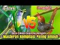 Download Lagu 30 Menit Tanpa Intro Masteran Prenjak Vs Ciblek Gacor dor Brem Rapat Tanpa Jeda