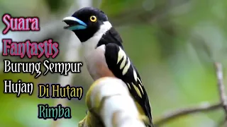 Download Suara Fantastis Burung Sempur Hujan Di Hutan Rimba#Manukhibeurchannel#Burungsempurhujan MP3