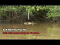 Download Lagu Mancing gurame !! jangan coba² mendekat karna ada yang besar mengintai dari bawah