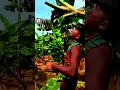 Download Lagu Panen buah pisang dengan hasil yang sangat memuaskan #shorts