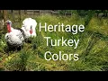 Heritage Turkey Colors and Options