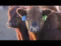 Hy Plains Feedyard