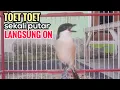 Download Lagu yang di cari suara cendet gacor pagi siang sore FULL ISIAN sekali putar bikin cendet langsung NYAUT