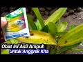 Download Lagu Cara Mengatasi Daun Anggrek Menguning