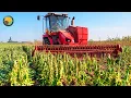 How Farmers Harvest Sesame Seeds by Machine Making Tahini Sesame Oil Halva Farming Documentary