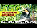 Lagu Masteran Jalak Suren Mudah Ditiru Gacor Full Isian Tembakan Mewah Cililin Unik
