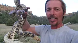 WILD REPTILES of USA! #america #snake #venomous  #lizard #rattlesnake 