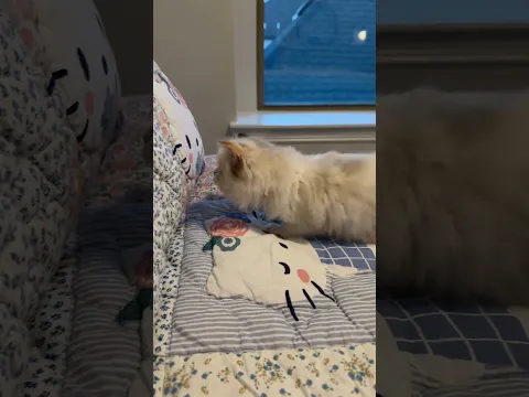 Waffles had to run to all the Hello Kittys