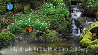 nightingale vs blackbird birds