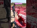 Download Lagu mengejutkan! ternyata beginilah cara pembuatan batu akik terbesar di asia #shorts