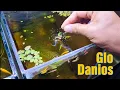 Download Lagu BREEDING GloDanios Results a very COLORFUL Baby Danios Im Not Expecting to Happen!