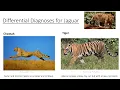 Differential Diagnosis in the DSM-5-TR Simplified