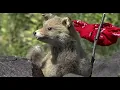 Modest Mouse - The World At Large (Stiff Animal Fantasy - Official Video)