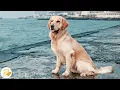 Download Lagu Puppy psychological stability and relaxation music 🐶 💖 Calm rest time \u0026 calm waves, separation ...