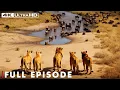 Download Lagu Battle of the Lions: Nature's Brutal Showdown Unfolds